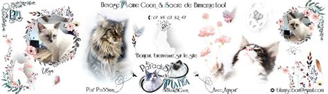 Elevage Maine Coon Loof Bourgogne Franche Comt Belfort