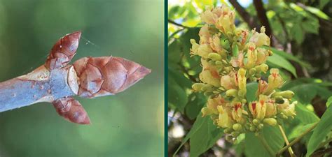 Yellow Buckeye Johnsons Nursery Kb