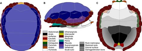 Nomenclature Of Turtle Scutes Shown On The Reconstruction Of The Shell