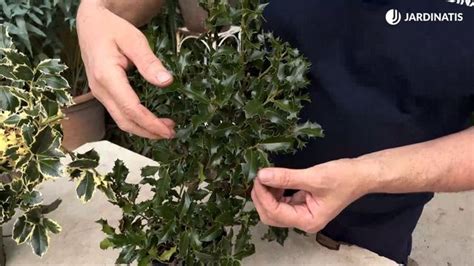 Acebo Caracter Sticas Y Cuidados Del Ilex Aquifolium Jardinatis