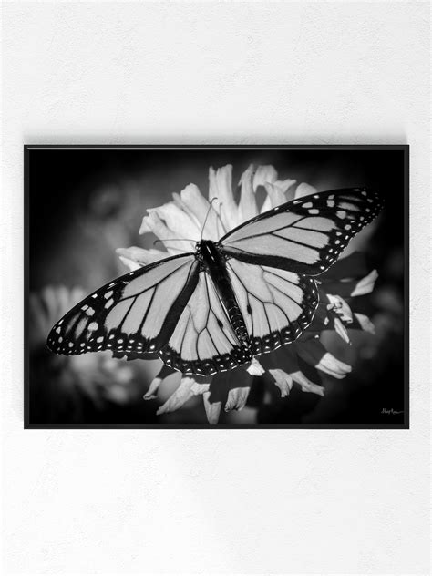 Black And White Monarch Butterfly Photography