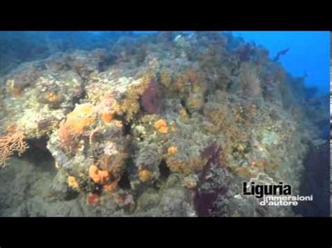 Immersione Naturalistica A Capo Mortola Im Monaco Youtube