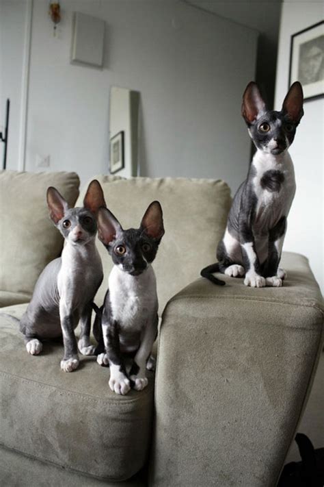 427 best Siamese & Cornish Rex Cats ! images on Pinterest | Siamese ...