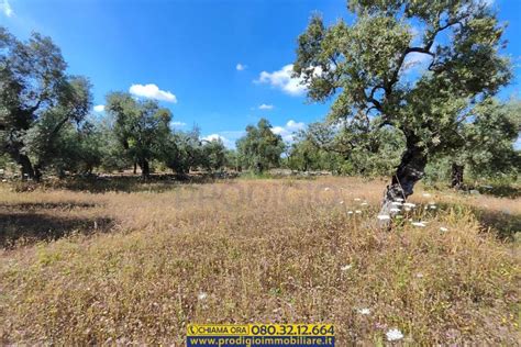 Terreno Agricolo Strada Vicinale Pozzo Schettino Terlizzi Rif