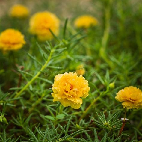 Yellow Portulaca Flower Stock Image Image Of Nature 31670757