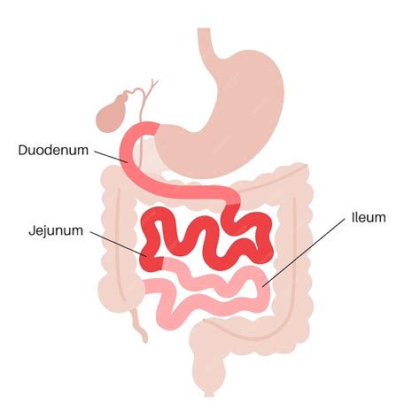 Premium Vector Small Intestine Anatomical Poster Duodenum Jejunum And Ileum In The Human Body