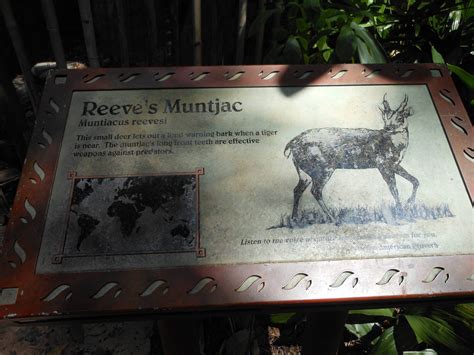 Disneys Animal Kingdom Oasis Reevess Muntjac Exhibit Signage Zoochat