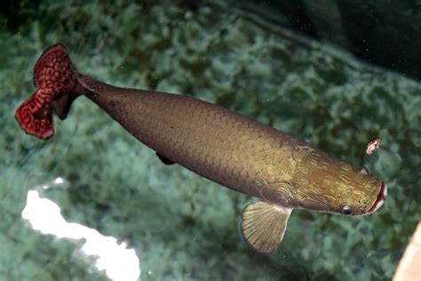 Arapaima Fish Aquarium