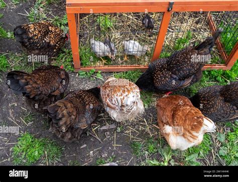 Brütende hühner Fotos und Bildmaterial in hoher Auflösung Alamy