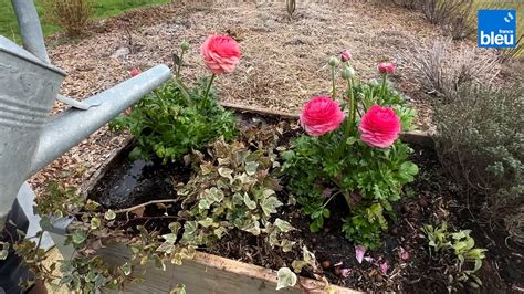 Roland Motte Jardinier La Renoncule La Belle De Printemps Vid O