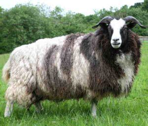 Sheep Breeds: Best 207 For Sheep Farming