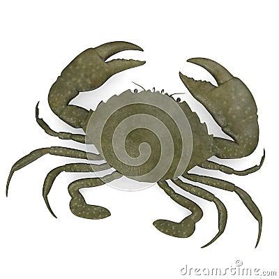 Scylla Serrata (crab) Royalty Free Stock Photography - Image: 23592147