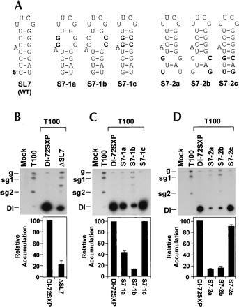 A Second Functional Rna Domain In The Utr Of The Tomato Bushy Stunt