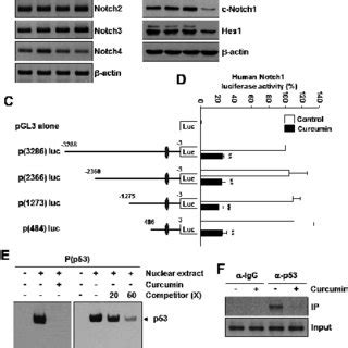 Localization And Identification Of A Binding Site In Human Notch