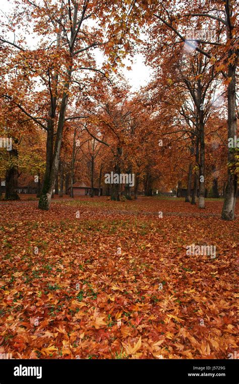 Speaking tree of Kashmir, Golden chinar leaves lend magic, Romancing The Chinar, (Copyright ...