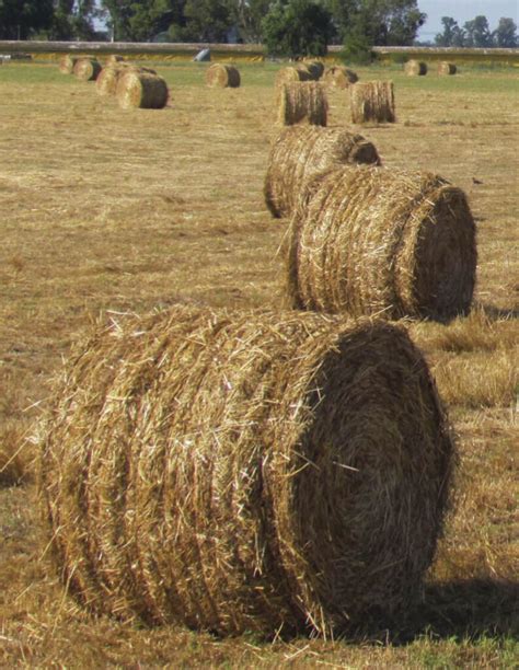 Evolución de los costos de los forrajes conservados Producir XXI