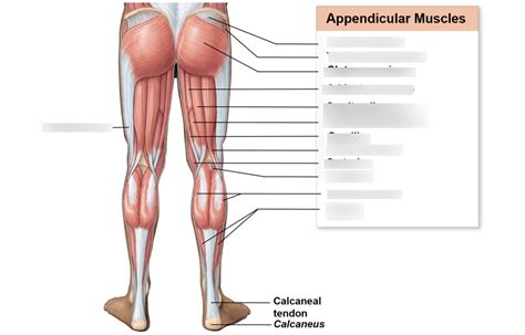 Back Leg Muscles Diagram | Quizlet