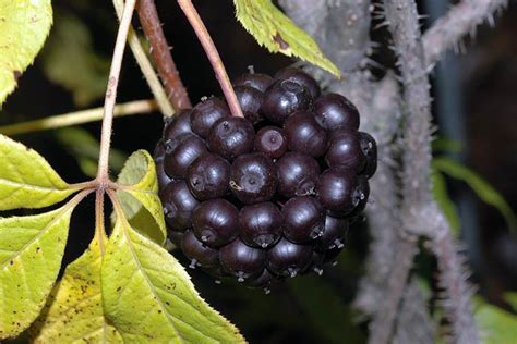 Элеутерококк — родня женьшеня: полезные свойства и применение