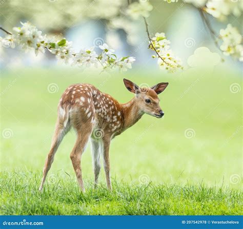 Cute Fallow Deer Baby Animal Stock Photo Image Of Cute Grass 207542978