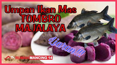 GACOR Umpan Ikan Mas Tombro Majalaya Liar RM14 YouTube