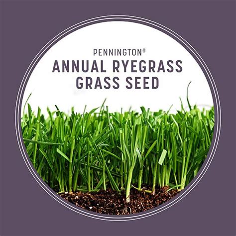 Annual Ryegrass Grass Seed Pennington