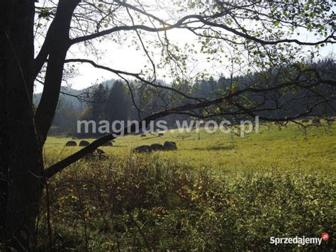 Dzia Ka Budowlana Z Widokiem Na G Ry W Boguszowie Gorcach Obr B Stary