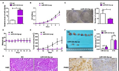 Overexpression Of Mir P Inhibited Ovarian Cancer Tumorigenesis In