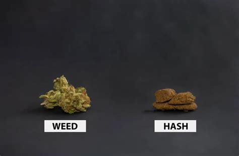 Brotes de marihuana y bloques de hachís aislados sobre fondo negro