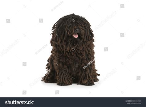 609 Purebred puli dog Images, Stock Photos & Vectors | Shutterstock