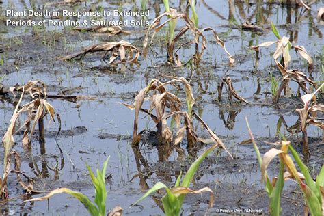 Salvageability Of Waterlogged Fields Of Corn Corny News Network