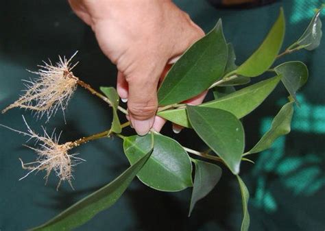 How To Grow Ficus Benjamina Indoors Growing Weeping Fig