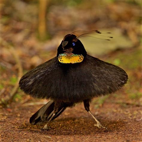 Beauty in all things... - Western Parotia Bird-of-Paradise timlaman