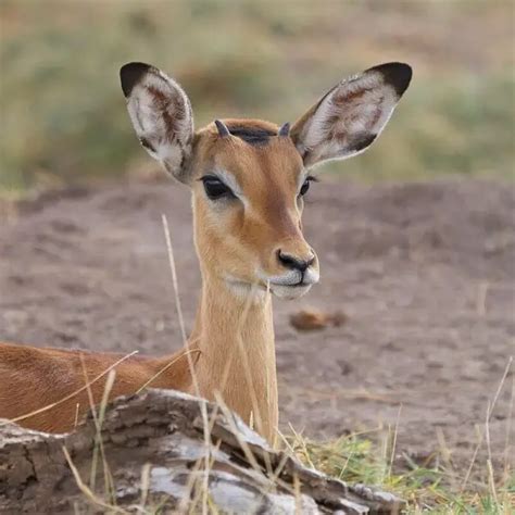 Impala - Facts, Diet, Habitat & Pictures on Animalia.bio