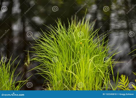 Wetland Grasses Stock Photo Image Of River Seasons 152245810