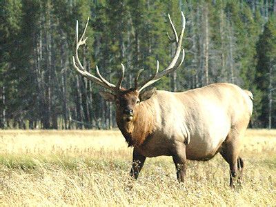 Great Places to Watch Wildlife in Montana – Montana Living