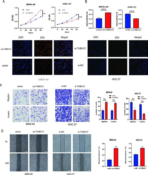 TUBA1C promotes proliferation, migration, and invasion of GC cells in ... 