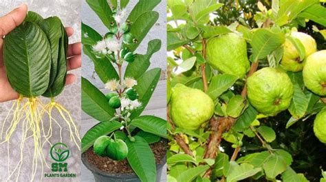 How To Grow Guava Trees From Guava Leaves With 100 Success Unique