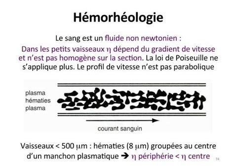 Formule Sang UE3b Biophysique Physiologie Tutorat Associatif Toulousain