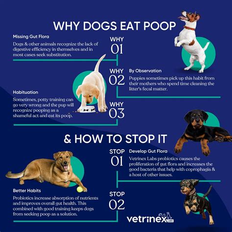 Do Probiotics Help Dogs Poop at Cristina Lee blog