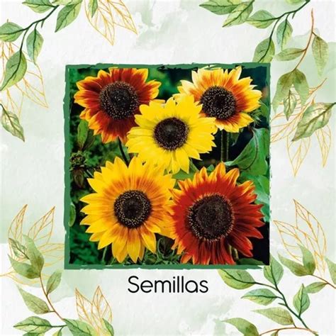 80 Semillas De Flor Girasol Belleza De Otoño