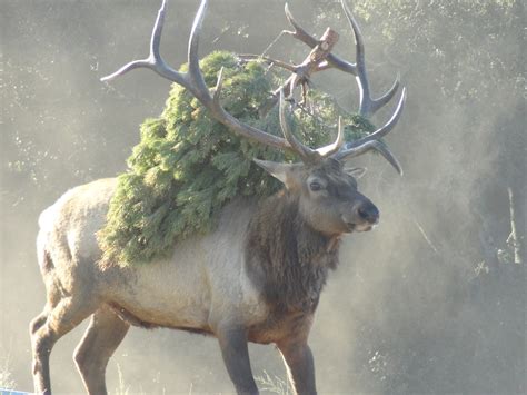 Time to dispose of the Christmas tree | Oakland North