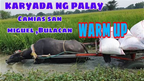 Karyada Ng Palay Basal Sa Hirap Patikim Na Hakot Ng Grupo Ni Kabagis