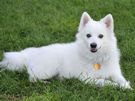 American Eskimo Dog