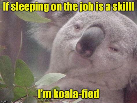 Koala Pun Imgflip