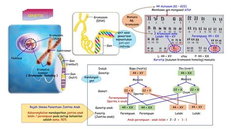 Ulangkaji Sains Tingkatan 4 Bab 5 Genetikpptx