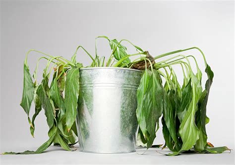 Como Ressuscitar As Plantas Quando Regressa De F Rias