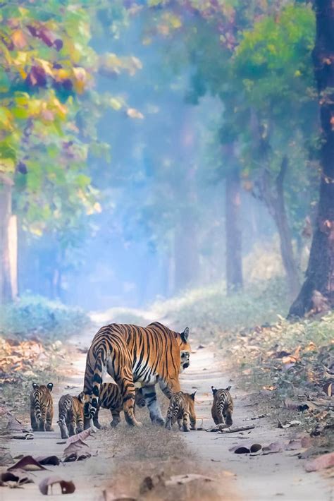 Viral Photo of Tiger with Her Cubs Gives Hope to Animal Conservationists