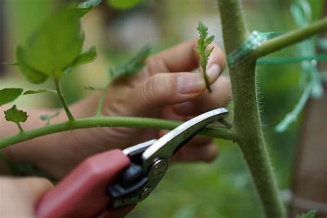 How To Propagate Tomato Plants From Cuttings Tomato Bible