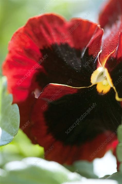 Pansy Viola X Wittrockiana Stock Image C0108650 Science Photo