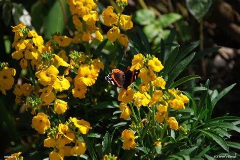 Girofl E Ravenelle Erysimum Cheiri Le Jardin D Edwige